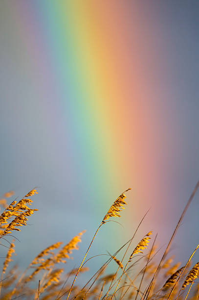 ​A colorful rainbow arches across the sky, framed at the edges by green tree leaves. The bright blue sky with light clouds and the clear lines of the rainbow create a sense of calm and magic after the rain.