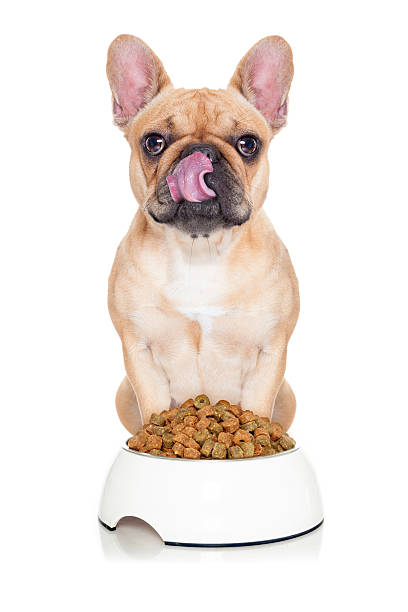 istock fawn french bulldog 497448094