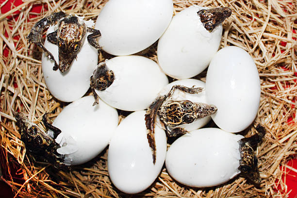 A baby crocodile is hatching from its egg to face the outside world. Birth and new life of animals.
