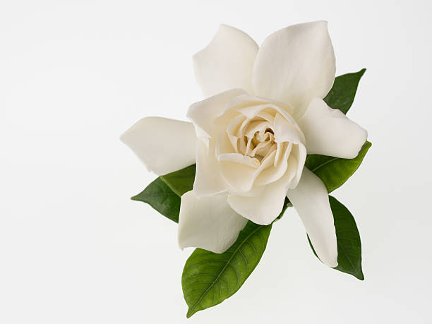 Beautiful white gardenia isolated on white background stock photo