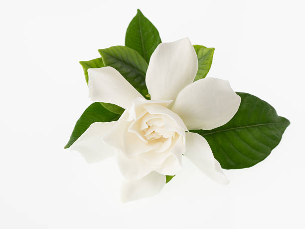 istock Beautiful white gardenia isolated on white background 497448183