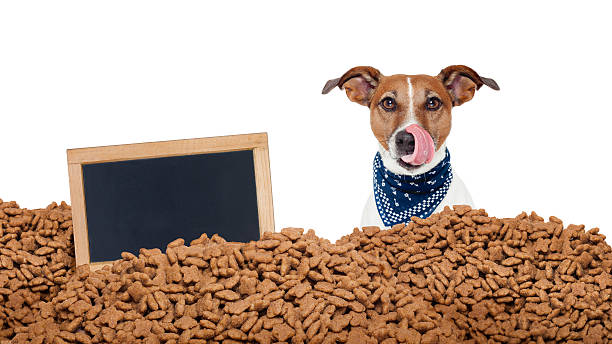 istock hungry dog  in  a food rain 497448270