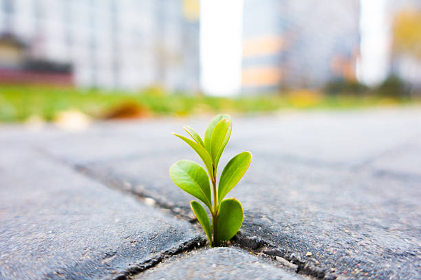 istock Fresh plant growing out of ground 497448326