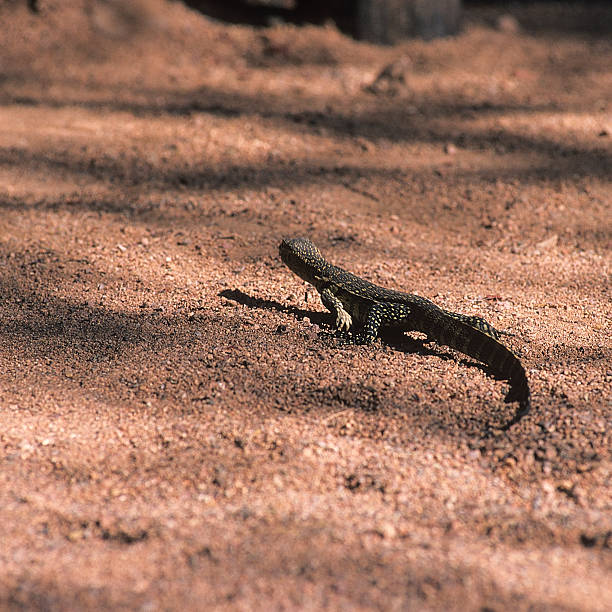 istock Savannah monitor 497448386