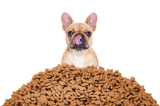 hungry  bulldog dog behind a big mound or cluster of food , isolated on white background