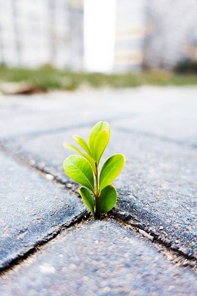 istock Fresh plant growing out of ground 497448470