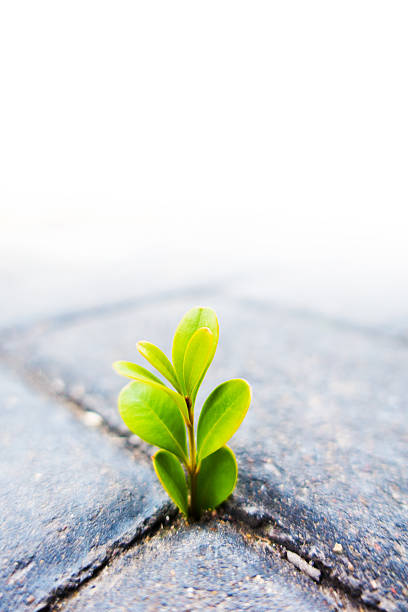 istock Fresh plant growing out of ground 497448580