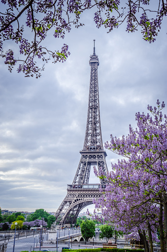 Eiffel Tower in Paris, France in spring with purple flowering trees in foreground and background