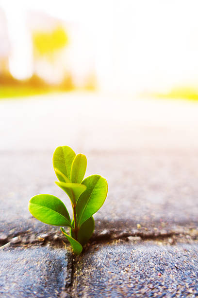 istock Fresh plant growing out of ground 497448710