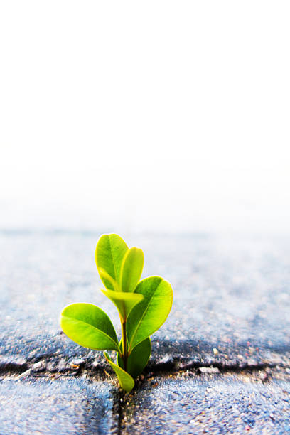 istock Fresh plant growing out of ground 497448840