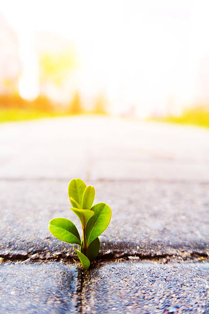 Fresh plant growing out of ground