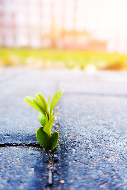 istock Fresh plant growing out of ground 497449244