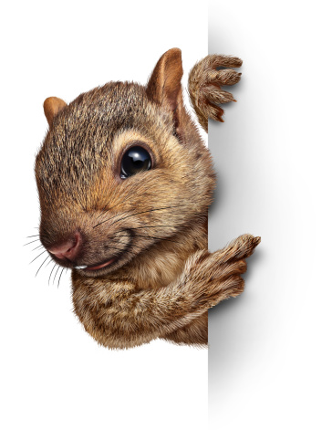 Squirrel holding a blank sign with realistic fur and paws as a friendly cute furry rodent character gripping a billboard sign for advertising and marketing as an important and special message pertaining to wild animals and forest wildlife.