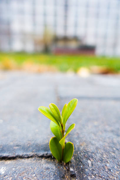 istock Fresh plant growing out of ground 497449548