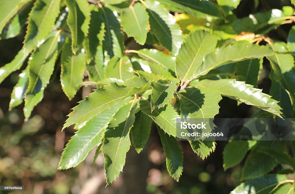 Single sweet chestnut (Castanea sativa) on a tree Several leaves of the sweet chestnut (Castanea sativa). 2015 Stock Photo