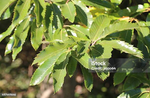Single Sweet Chestnut On A Tree Stock Photo - Download Image Now - 2015, Autumn, Chestnut - Food