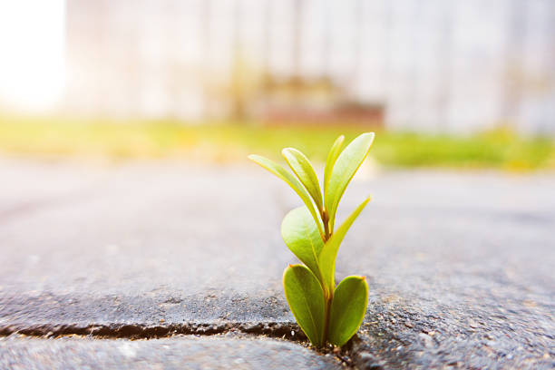 istock Fresh plant growing out of ground 497449748