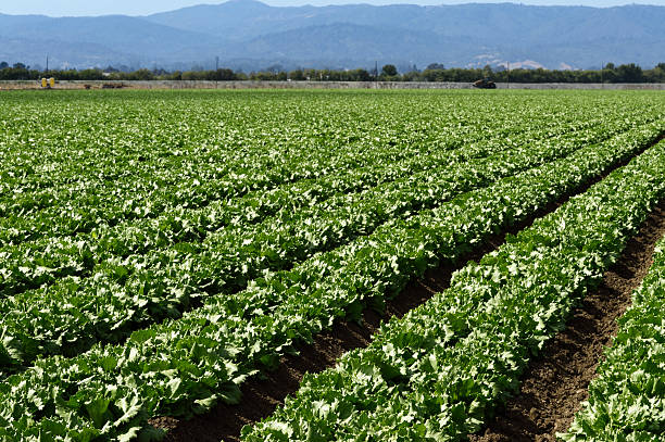 istock Romaine Lettuce Growing on Farm 497450527