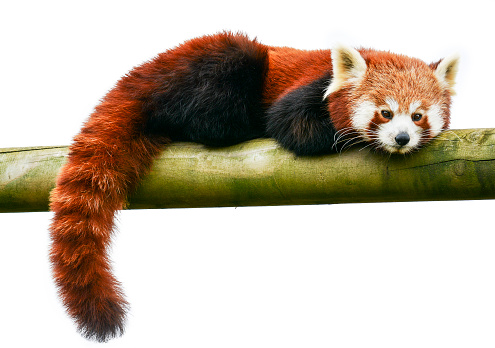 Red panda on a white background could be used as a logo. copy space.