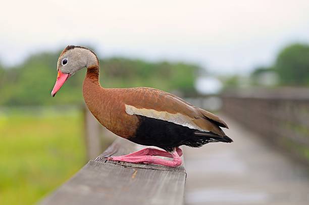 Squating Black-bellied Whistling Duck