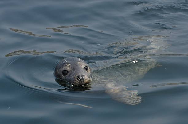 foca grigia (halichoerus grypus) - grypus foto e immagini stock