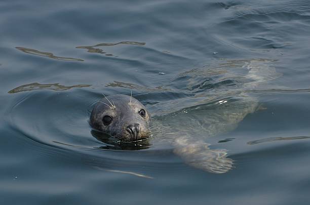 Grey Seal (Halichoerus grypus) Grey Seal in the sea farne islands stock pictures, royalty-free photos & images