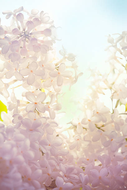 istock White lilac flowers on green and blue sky defocused background 497451823
