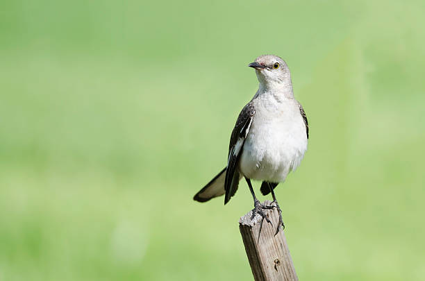 istock Northern Mockingbird on fence 497452323