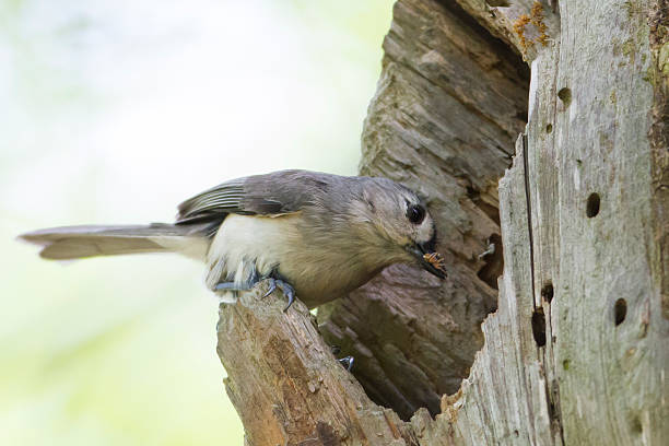 Titmouse Nest stock photo