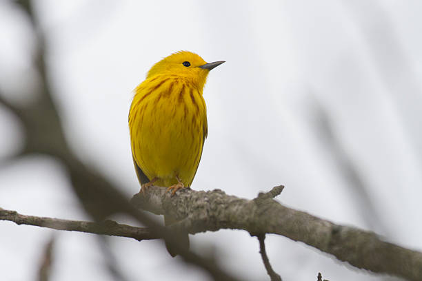 Yellow Warbler stock photo