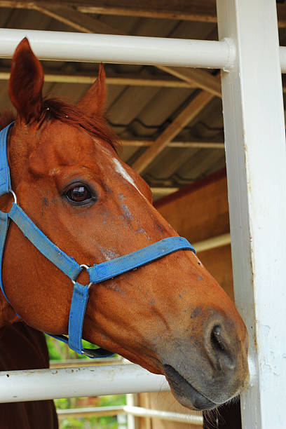 istock Face horse in farm 497466013