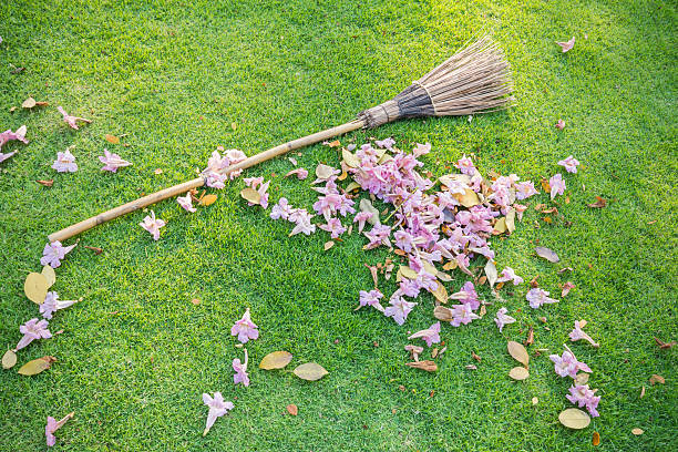 lawn sweeper lawn sweeper with green grass tabebuia heterophylla stock pictures, royalty-free photos & images