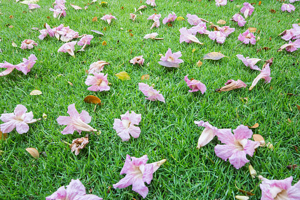 flowers fall on lawn flowers fall on lawn with green grass tabebuia heterophylla stock pictures, royalty-free photos & images