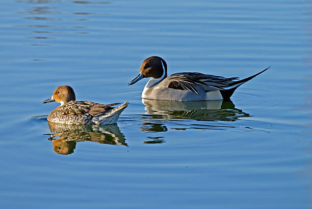 Pair of Pintail Ducks