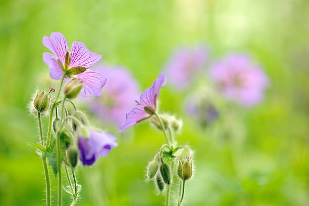 roxo gerânio ostentação (meadow gerânio) flores no meadow - pretense - fotografias e filmes do acervo