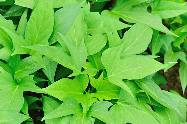 green sweet potato plants in growth