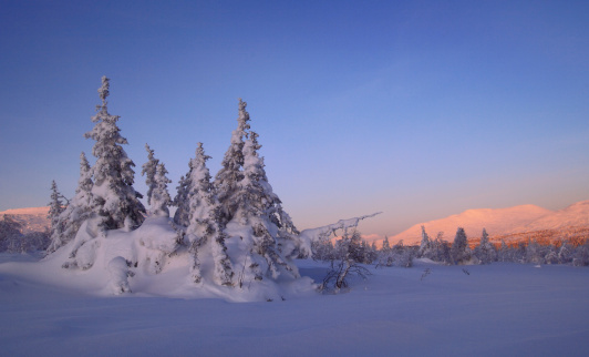Árboles en la nieve en el norte de los Urales photo