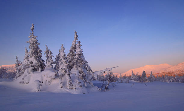 árvores na neve no norte dos urais - рассвет - fotografias e filmes do acervo