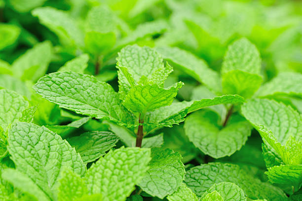 green pmint plants  in growth at field