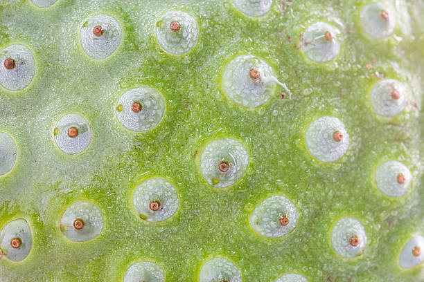 istock Indian Lotus seeds green Macro Abstract Horizontal 497468203