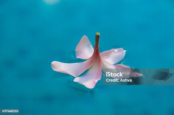 Foto de Flor e mais fotos de stock de Azul - Azul, Beleza, Beleza natural - Natureza