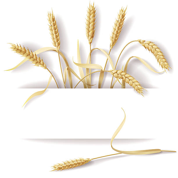 Wheat ears Wheat ears with space for text. bread borders stock illustrations