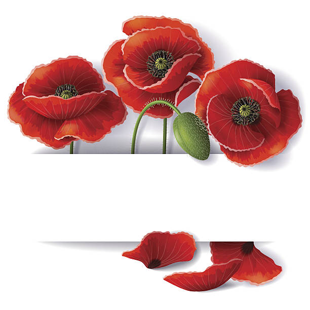 ilustrações de stock, clip art, desenhos animados e ícones de papoila vermelha flores - poppy flower petal stamen