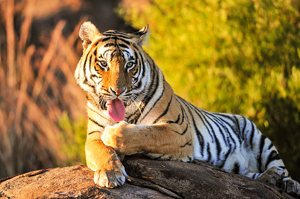 Tiger cleaning itself after a meal A tiger licking its paws after a hearty meal tiger safari animals close up front view stock pictures, royalty-free photos & images