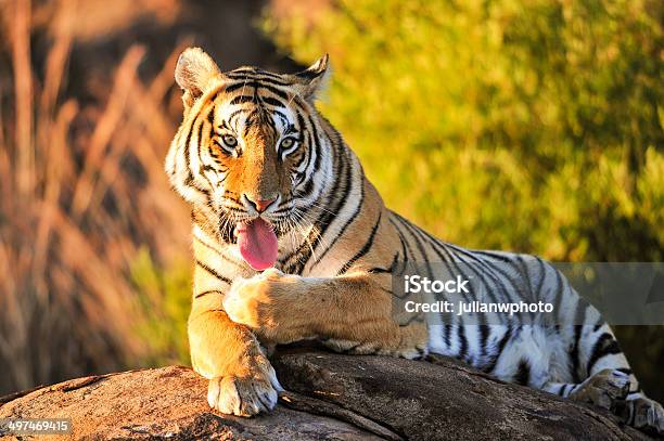 Tiger Cleaning Itself After A Meal Stock Photo - Download Image Now - Tiger, Bengal Tiger, Eating