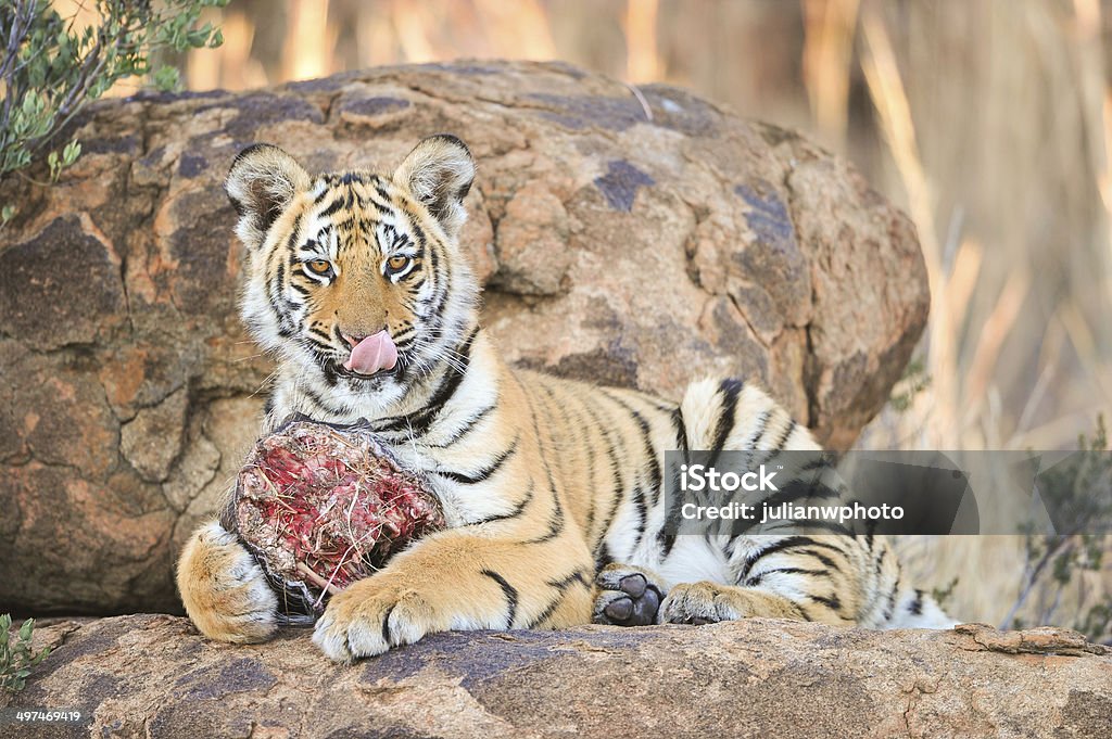 Young tiger enjoying its meal A young tiger licking itself and enjoying its meal Tiger Stock Photo