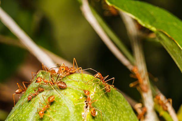 istock Nest of red ants 497470097