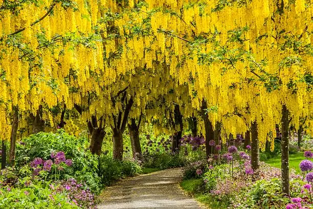 A path winds through a bright golden canopy of laburnum in full bloom.