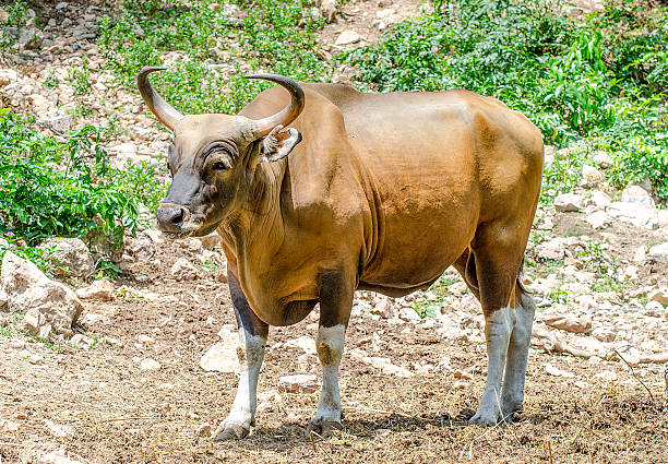 banteng merah, banteng di hutan - sapi bali sapi potret stok, foto, & gambar bebas royalti