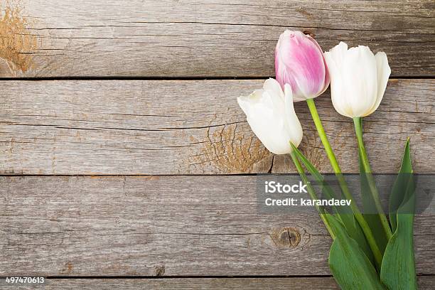 Fresh Tulips Stock Photo - Download Image Now - Backgrounds, Blossom, Bouquet